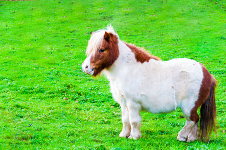 White chestnut pony horse in green grass field, copy space availableの写真素材