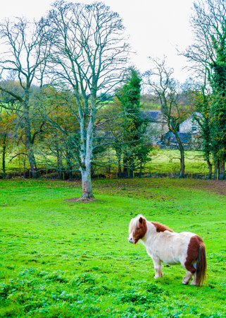 White chestnut pony horse in green grass field, copy space availableの写真素材