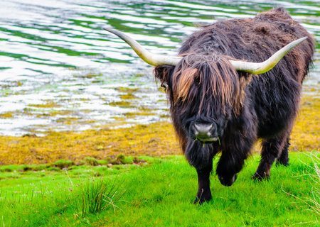 Scottish Highland Cowの写真素材