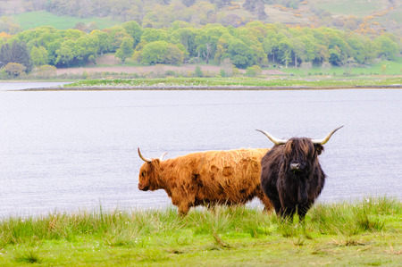 Scottish Highland Cowsの写真素材