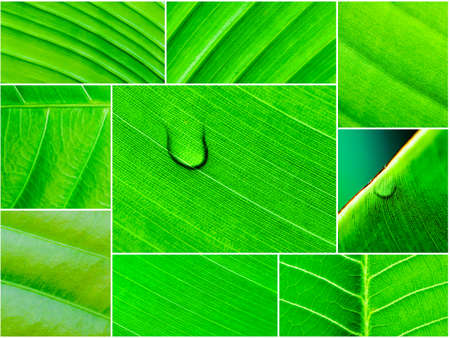 Photo collage of Macro shot of green leaves, nature pattern backgroundの写真素材