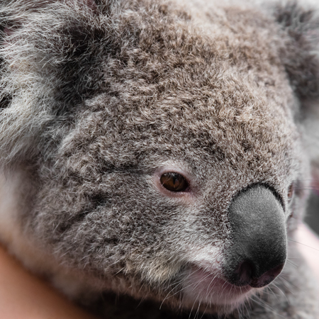 Close-up on Australian koala bear native animalの写真素材