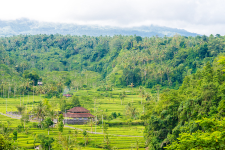 Rice terrace field near Rendang, Bali, Indonesiaの写真素材