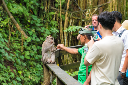 Bali, Indonesia - May 2, 2017: Macaque monkey at Ubud Sacred Monkey Forest Sanctuary, a nature reserve and Hindu temple complex in Ubud, Bali, Indonesia.のeditorial素材