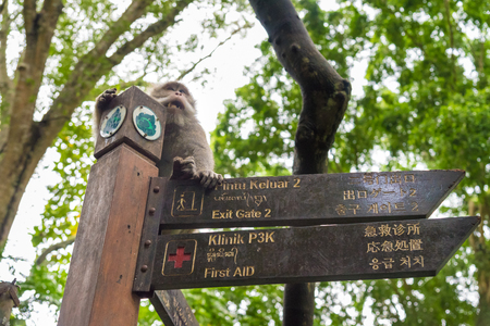 Bali, Indonesia - May 2, 2017: Macaque monkey at Ubud Sacred Monkey Forest Sanctuary, a nature reserve and Hindu temple complex in Ubud, Bali, Indonesia.のeditorial素材