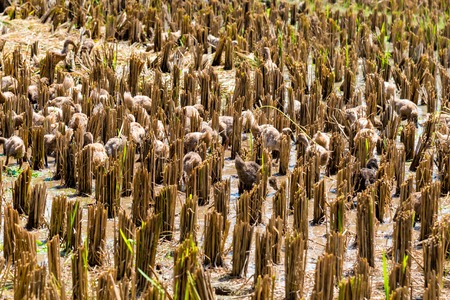 Ducklings grazing in harvested rice fieldの写真素材
