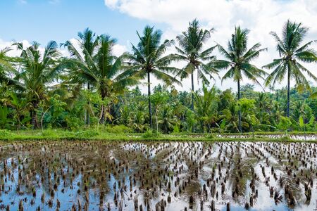 View over harvested rice field and coconut treesの写真素材