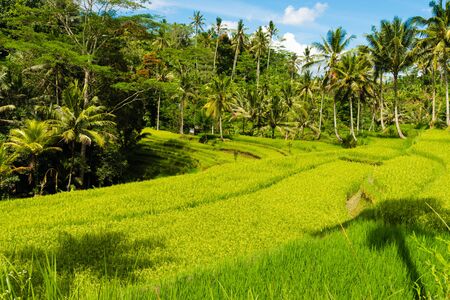 View over terrace rice fields and coconut trees in Asiaの写真素材