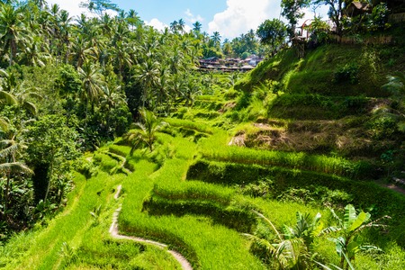 Bali, Indonesia - May 9, 2017 : View over Tegallalang rice terraces near Ubud, Bali, Indonesia.のeditorial素材