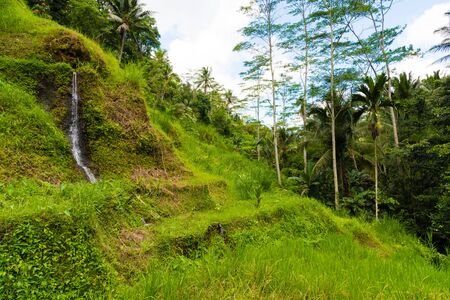 View over Tegallalang rice terraces near Ubud, Bali, Indonesia.のeditorial素材