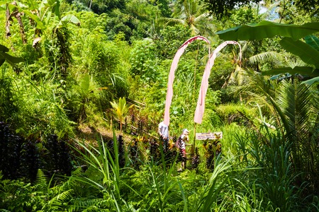 Bali, Indonesia - May 9, 2017 : View over Tegallalang rice terraces near Ubud, Bali, Indonesia.のeditorial素材