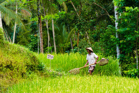 Bali, Indonesia - May 9, 2017 : View over Tegallalang rice terraces near Ubud, Bali, Indonesia.のeditorial素材