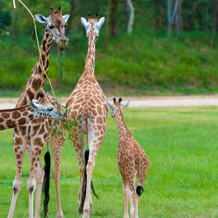 Young baby giraffe with its mother, African native animalsの写真素材