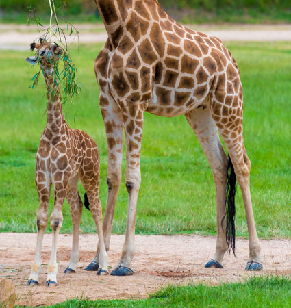 Young baby giraffe with its mother, African native animalsの写真素材