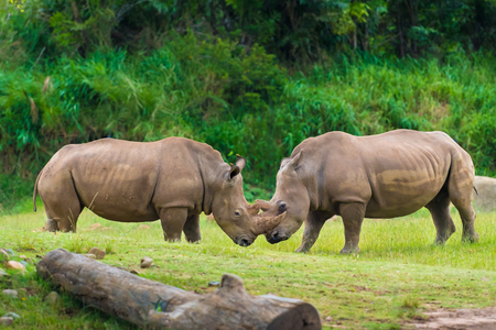 Southern white rhinoceros, endangered African native animalsの写真素材