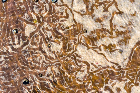 Nature abstract background with sea snail line trails in the water sand. Top view.の写真素材