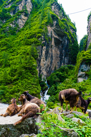 Mountain goats in Annapurna Conservation Area, a hotspot destination for mountaineers and Nepal's largest protected area.の写真素材
