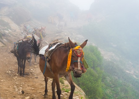 Annapurna Conservation Area, Nepal - July 21, 2018 : Mountain mules on trekking path in Annapurna Conservation Area, Nepal's largest protected area, where transportation is still carried out by mulesのeditorial素材