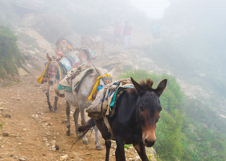 Annapurna Conservation Area, Nepal - July 21, 2018 : Mountain mules on trekking path in Annapurna Conservation Area, Nepal's largest protected area, where transportation is still carried out by mulesのeditorial素材