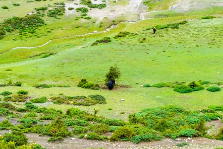 Nature view in Annapurna Conservation Area, a hotspot destination for mountaineers and Nepal's largest protected area.の写真素材