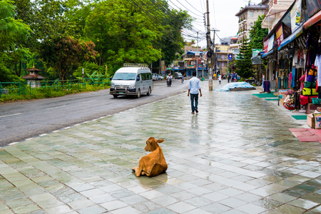 Pokhara, Nepal - July 31, 2018 : Street view in Pokhara town, Nepal. Cow is the national animal, considered sacred in Hinduism religion and worshipped in Nepal.のeditorial素材