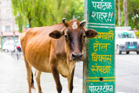 Pokhara, Nepal - July 31, 2018 : Street view in Pokhara town, Nepal. Cow is the national animal, considered sacred in Hinduism religion and worshipped in Nepal.のeditorial素材