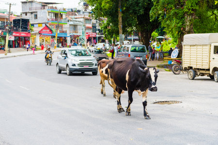 Pokhara, Nepal - July 31, 2018 : Street view in Pokhara town, Nepal. Cow is the national animal, considered sacred in Hinduism religion and worshipped in Nepal.のeditorial素材