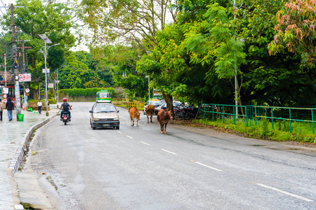 Pokhara, Nepal - July 31, 2018 : Street view in Pokhara town, Nepal. Cow is the national animal, considered sacred in Hinduism religion and worshipped in Nepal.のeditorial素材