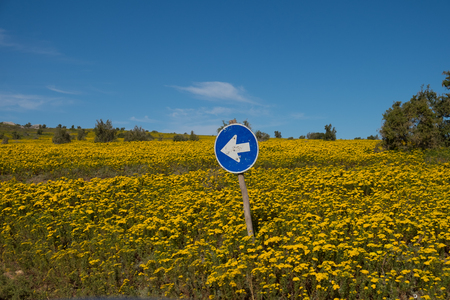 Direction sign on a meadow of flowers on the West Coast of South Africaの写真素材