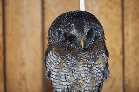 Dazed and Confused Spotted Owlの写真素材