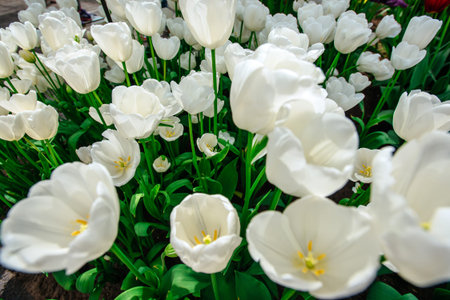 Beautiful white tulips flowerbed closeup. Flower background. Sumの写真素材