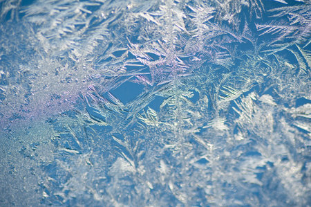 Texture rozen window