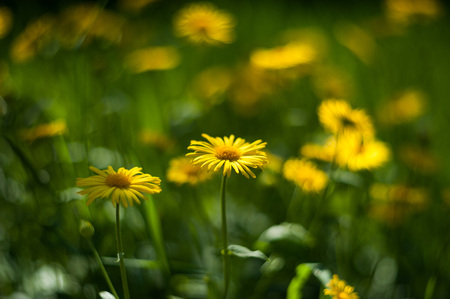 close-up yellow flowersの写真素材