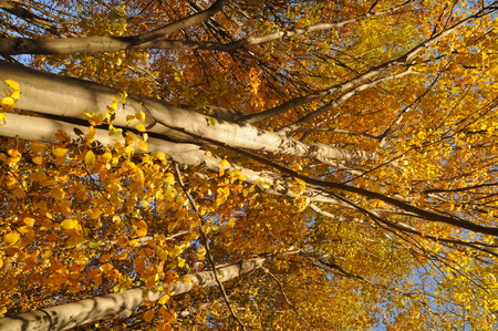 Yellow autumn forestの写真素材