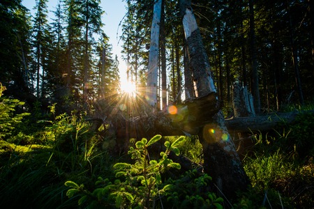 Sunlight through fir treesの写真素材