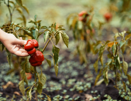 red peppers in handの写真素材