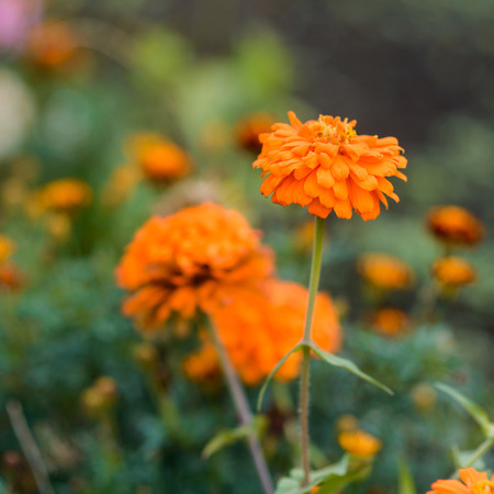 Orange Flowers in gardenの写真素材