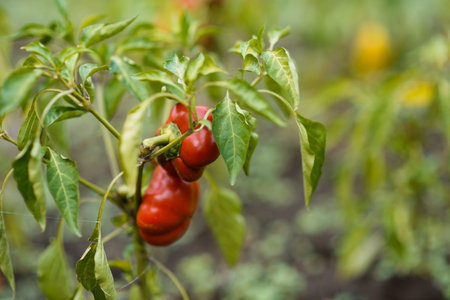 red peppers close up