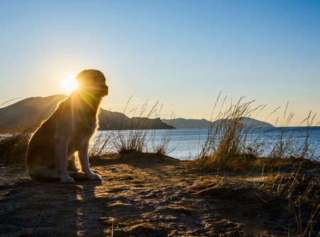 dog standing on a rockの写真素材