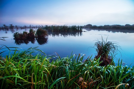 Mysterious swamp areaの写真素材