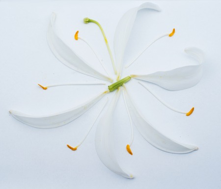 Flower on Whiteの写真素材