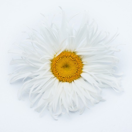 beautiful flower daisyの写真素材