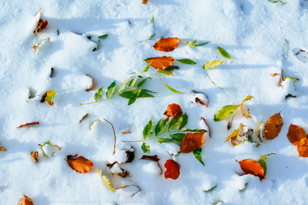 yellow leaves on snowの写真素材