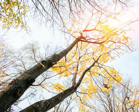 Beech forest in the damp autumn