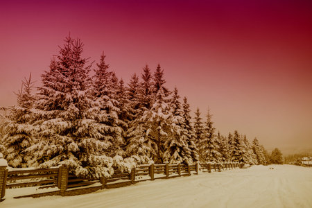 magical winter snow covered tree