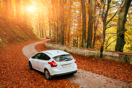 car on a forest pathの写真素材