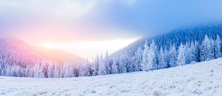 winter landscape trees in frostの写真素材