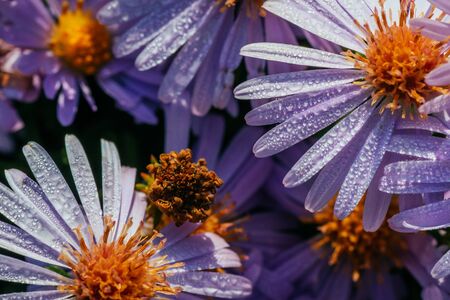 Magenta aster flowerbed under sunlightの写真素材