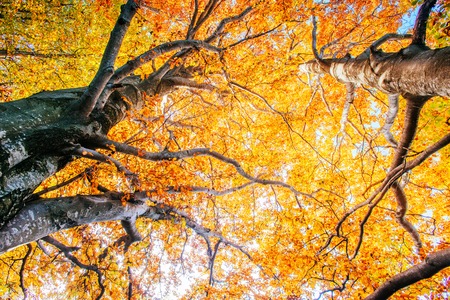 autumn park beautiful yellow treeの写真素材