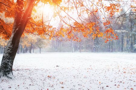 first days of winterの写真素材